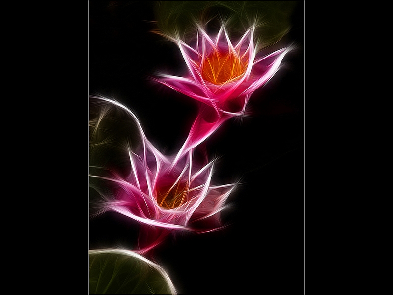 682 - TWO LILIES - SWINYARD BRIAN - united kingdom.jpg